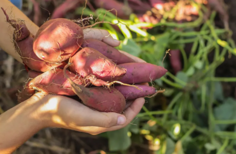 Почему батат — это суперфуд, который можно (и нужно!) есть круглый год