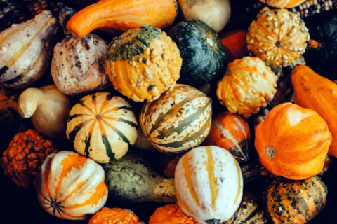 10 самых полезных сортов зимней тыквы, богатых необходимыми витаминами