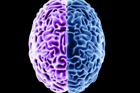 Диета как «перезагрузка» для мозга: как питание может замедлить старение белков