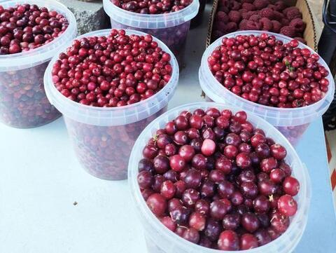 Хранители витаминов: почему поздние ягоды — природные адаптогены для холодного сезона