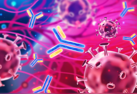 «Железный щит» лёгких: как дефицит железа делает нас уязвимыми к гриппу и астме